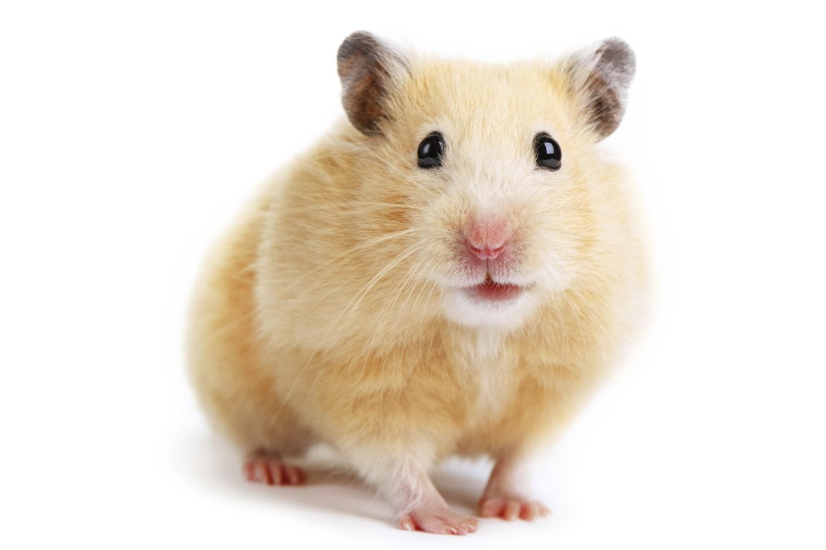 Обои с хомяками