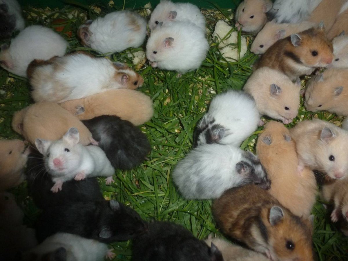 Карликовый хомяк джунгарский