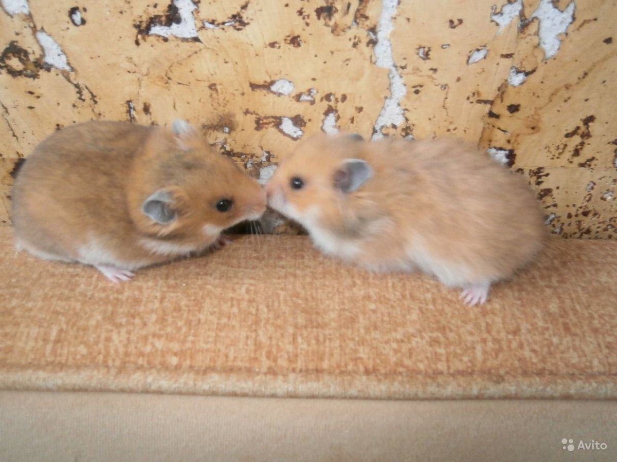 Сибирский хомяк персиковый