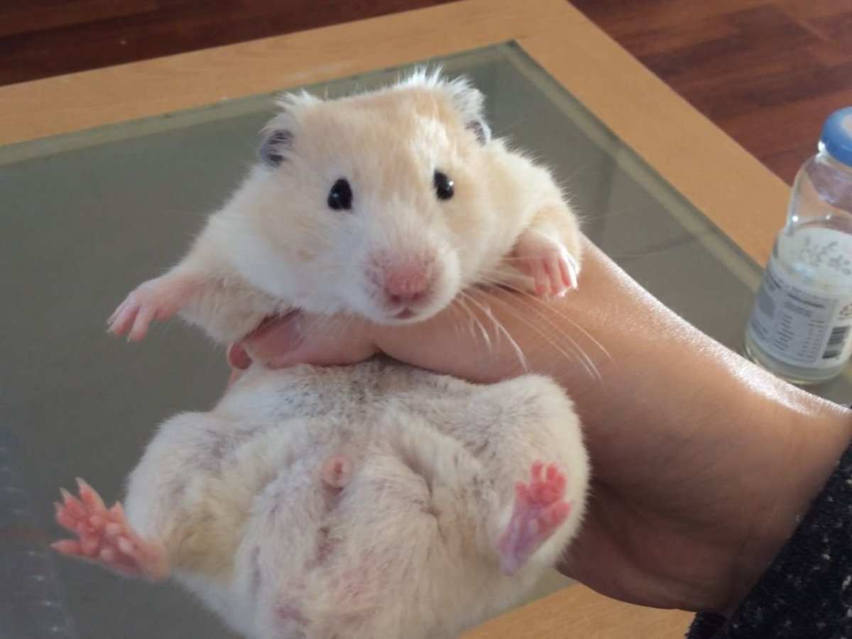 Хомячки пушистые