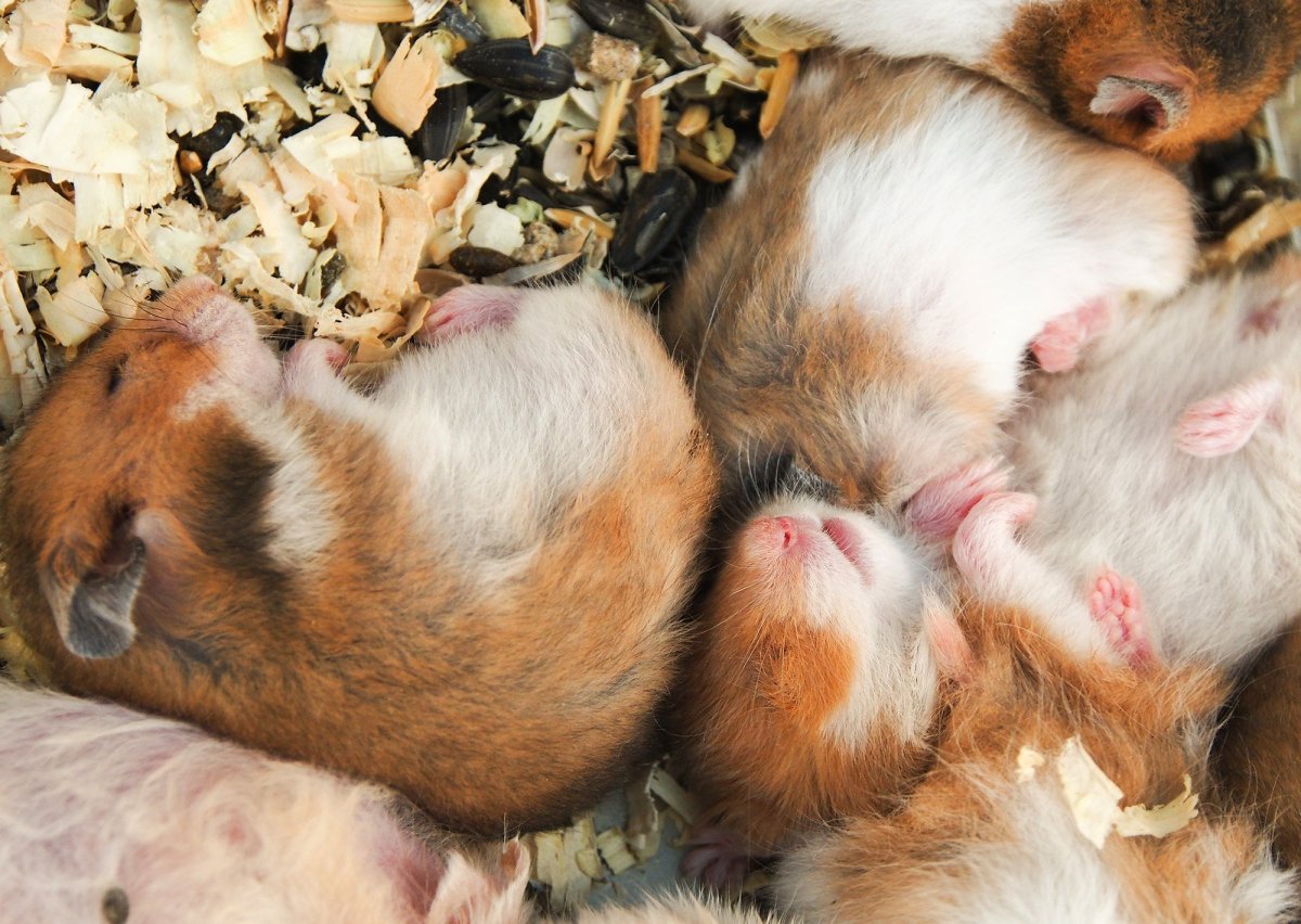 Забавные хомяки