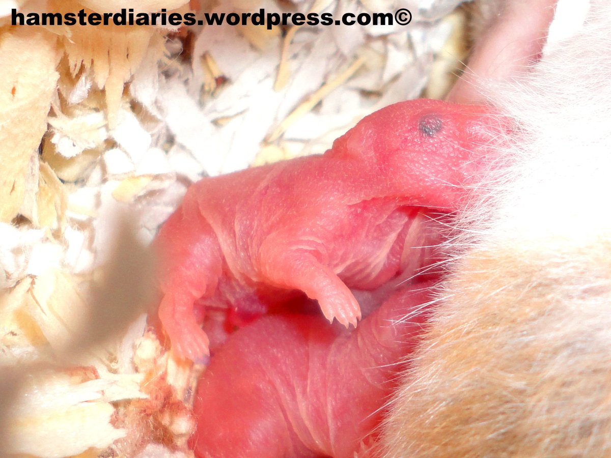 Хомячата джунгарских хомяков