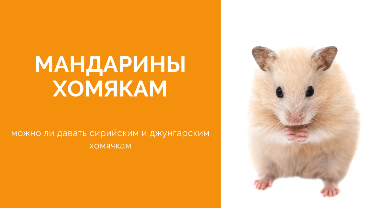 Джунгарский хомяк спит