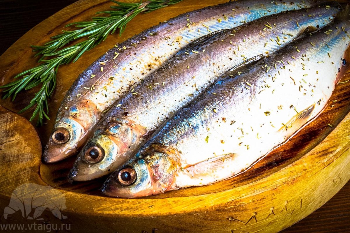 Европейская ряпушка