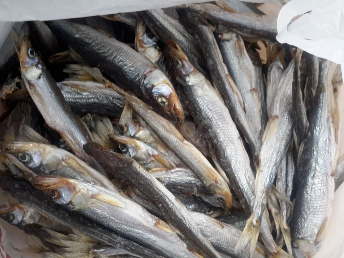 Корюшка Печерская