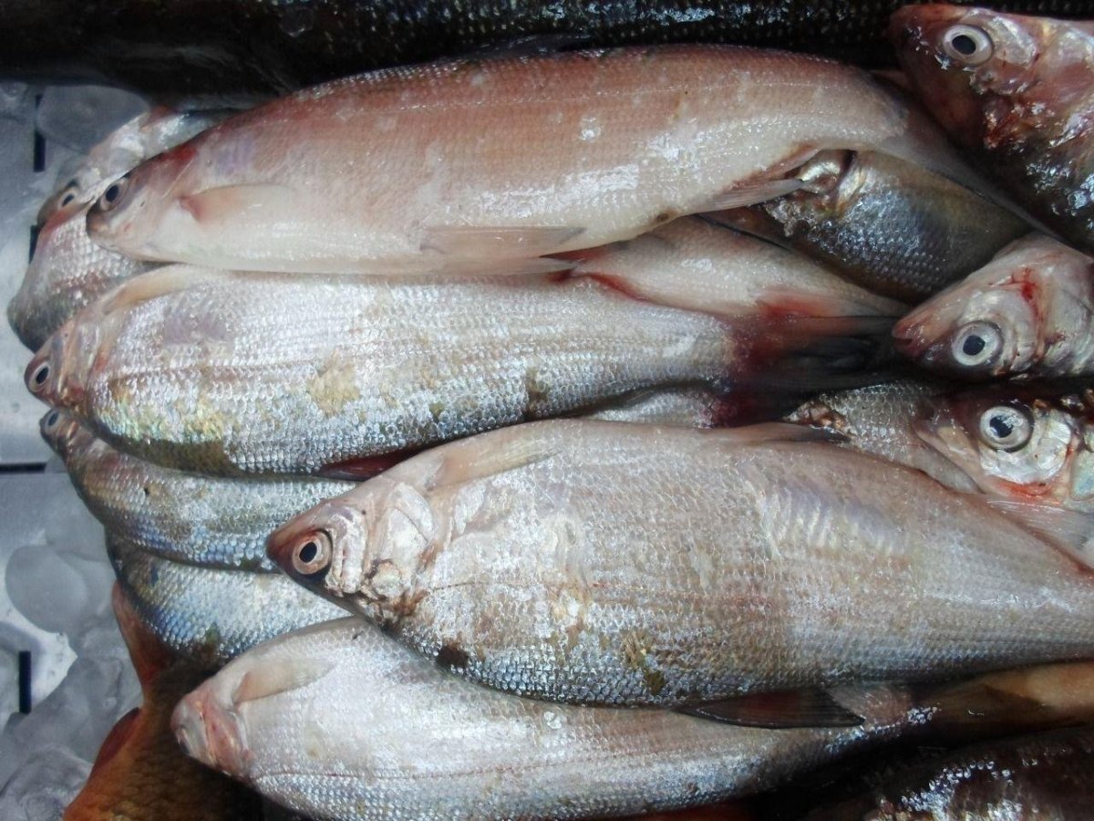 Рыба сырок пелядь