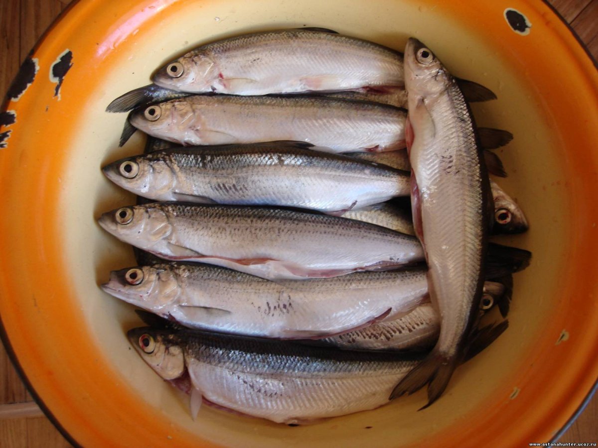 Рыба зельдь Печорская блюда