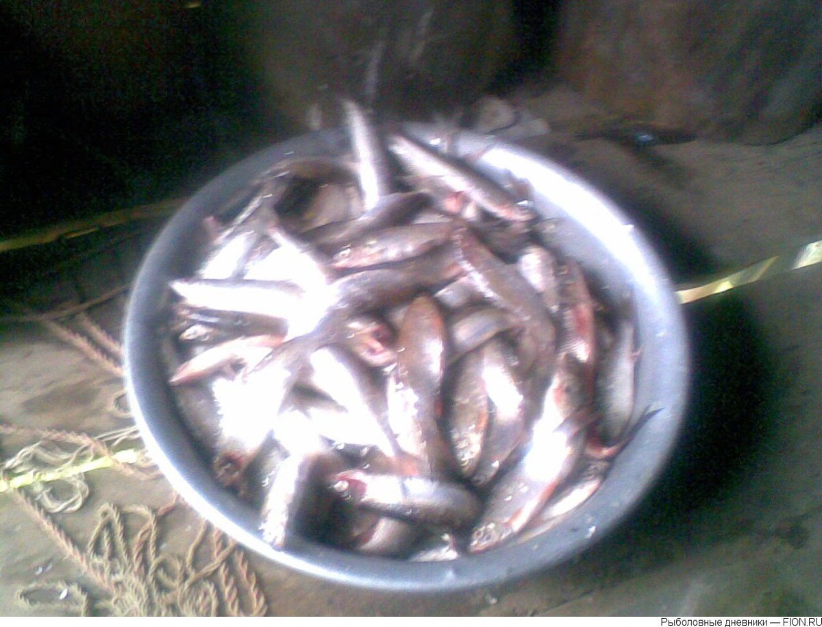 Зельдь Печорская