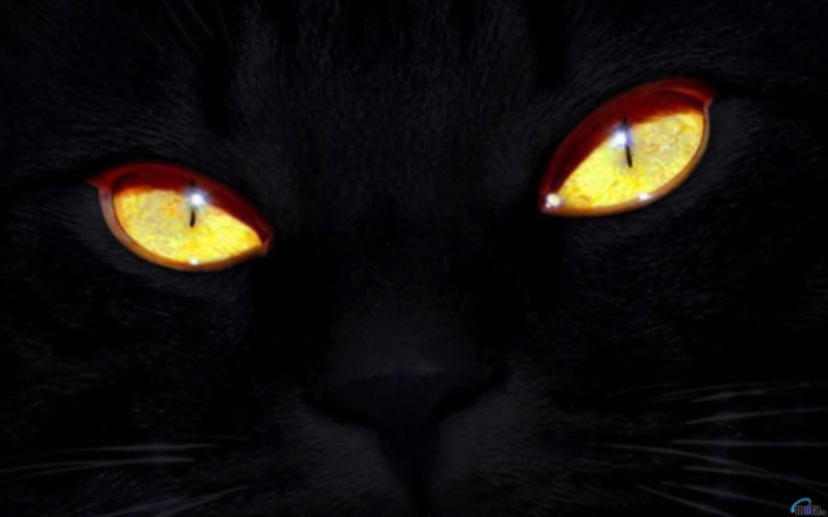 Кошка с горящими глазами