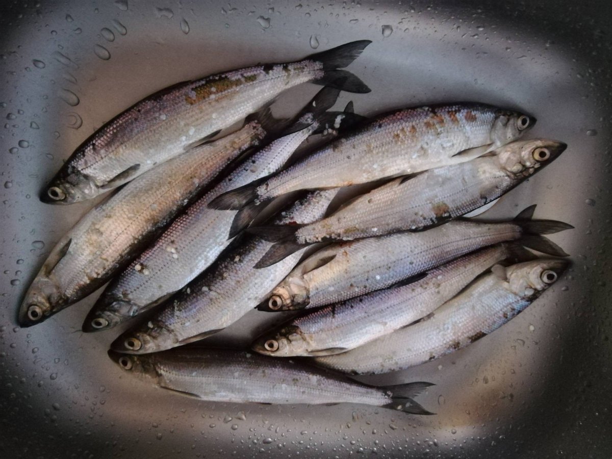 Зельдь Печорская