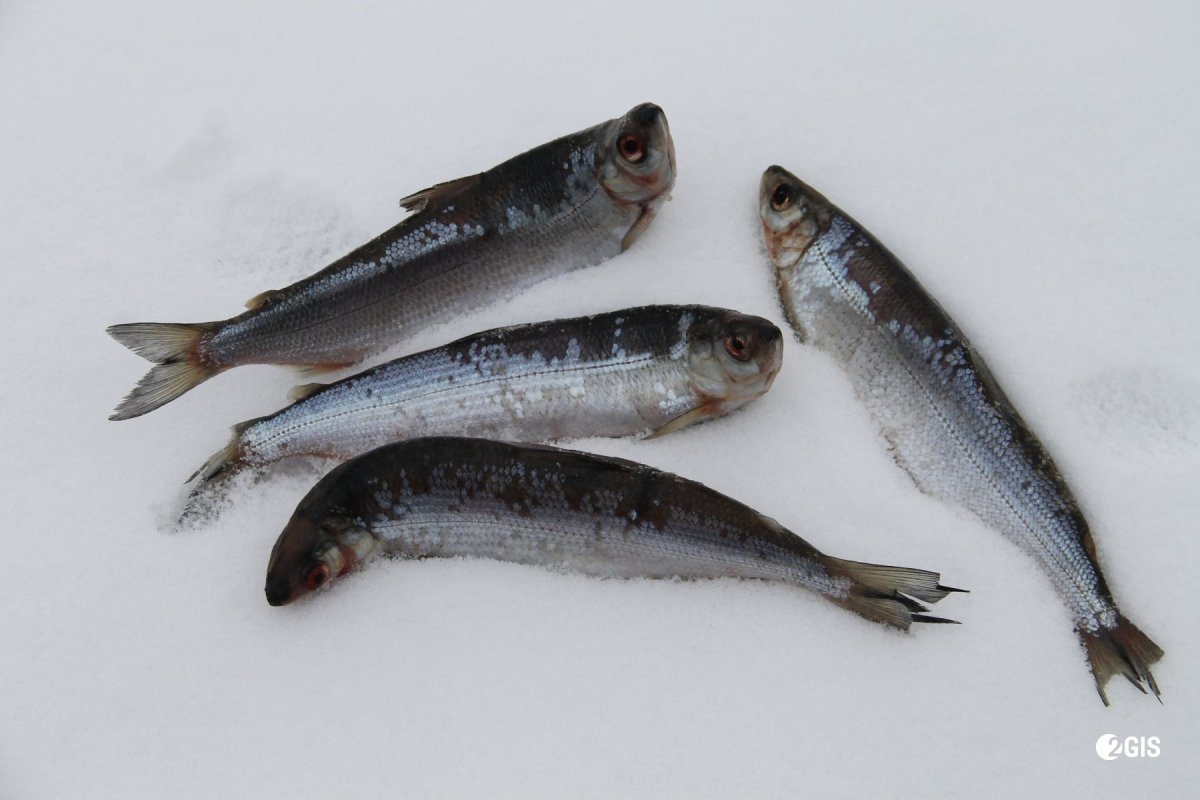 Рыба зельдь Печорская