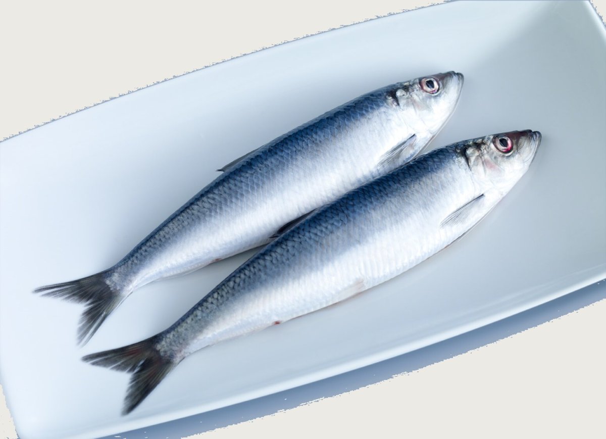 Сельдь атлантическая свежемороженая