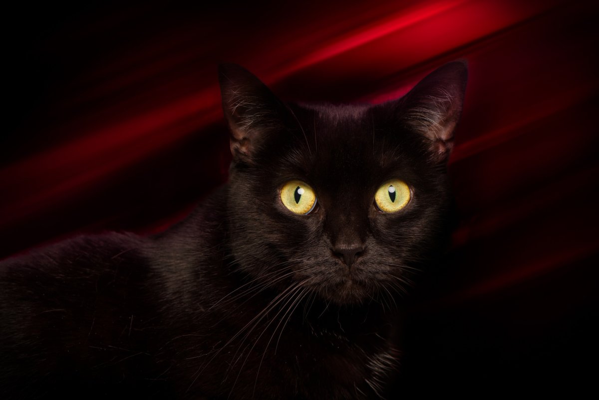 Черный кот с коричневыми глазами