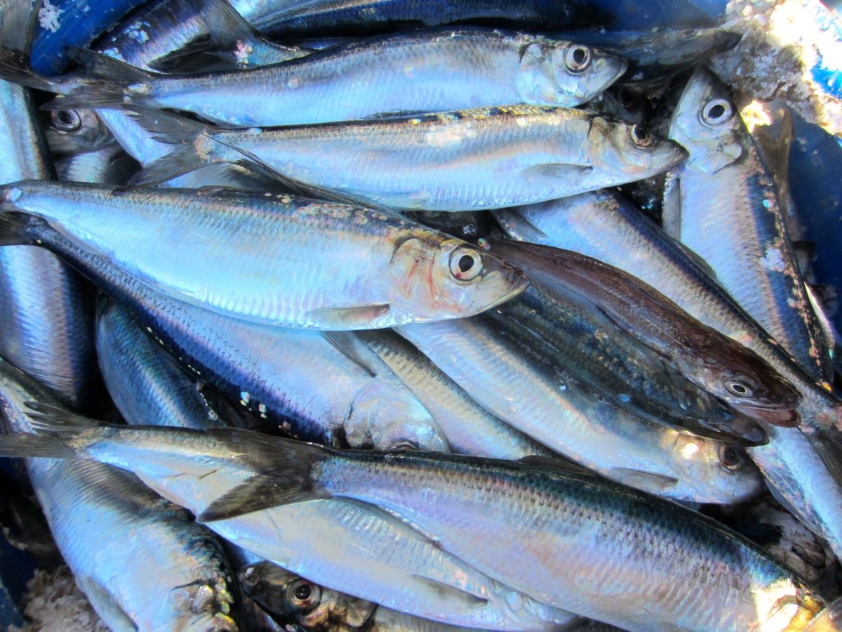 Рыба зельдь Печорская