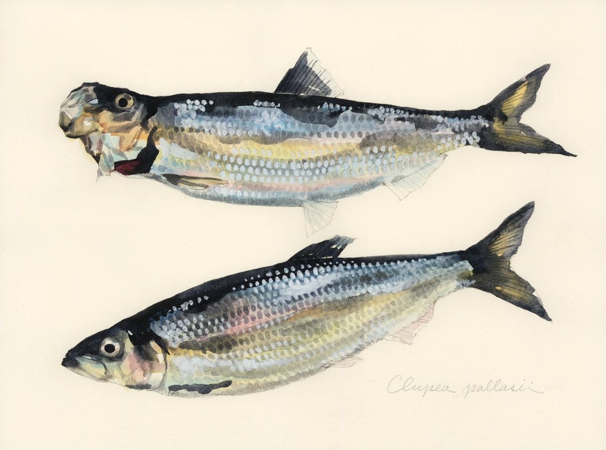 Сельдь Clupea pallasii