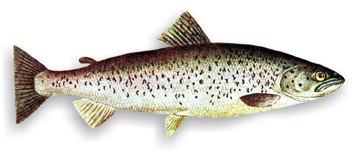 Рыбы Ленинградской области рыбы Ленинградской области