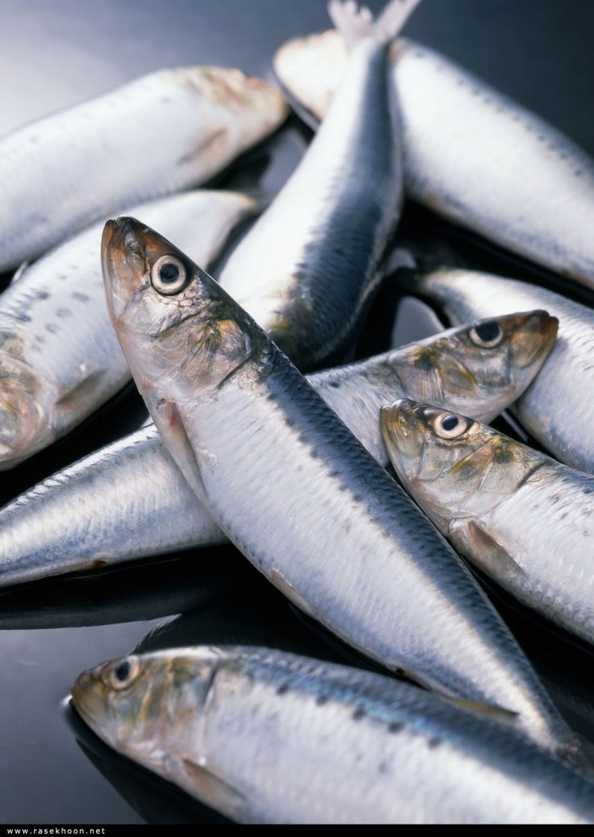 Иваси Черноморская