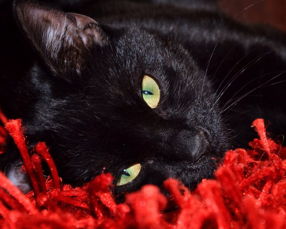 Черный котенок с розой