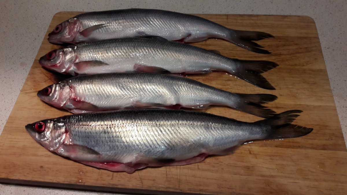 Рыба зельдь Печорская