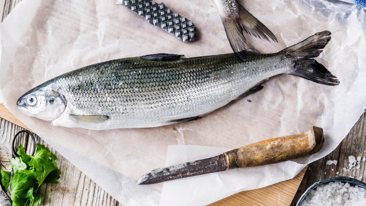 Сибирский сиг пыжьян