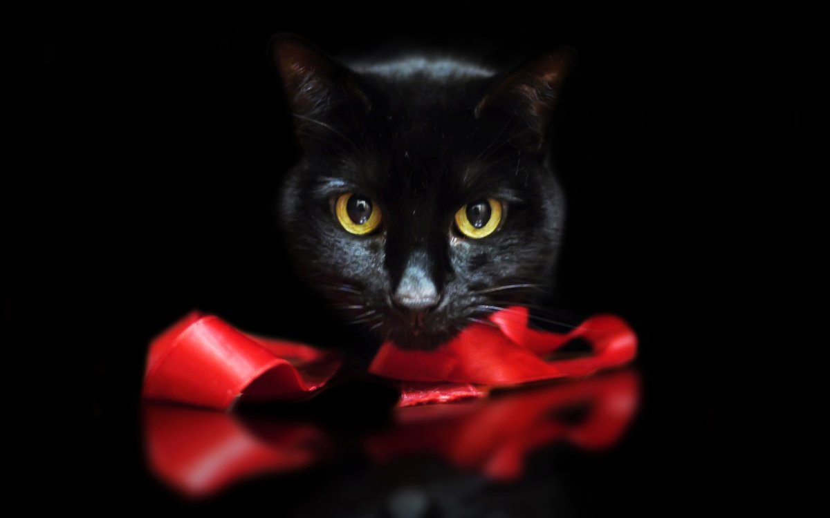 Черный котенок с бантиком