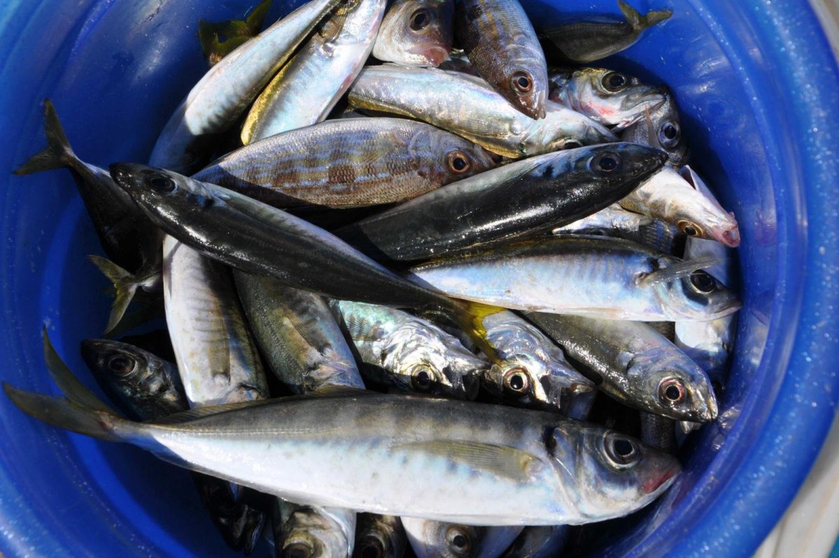 Ставрида Черноморская