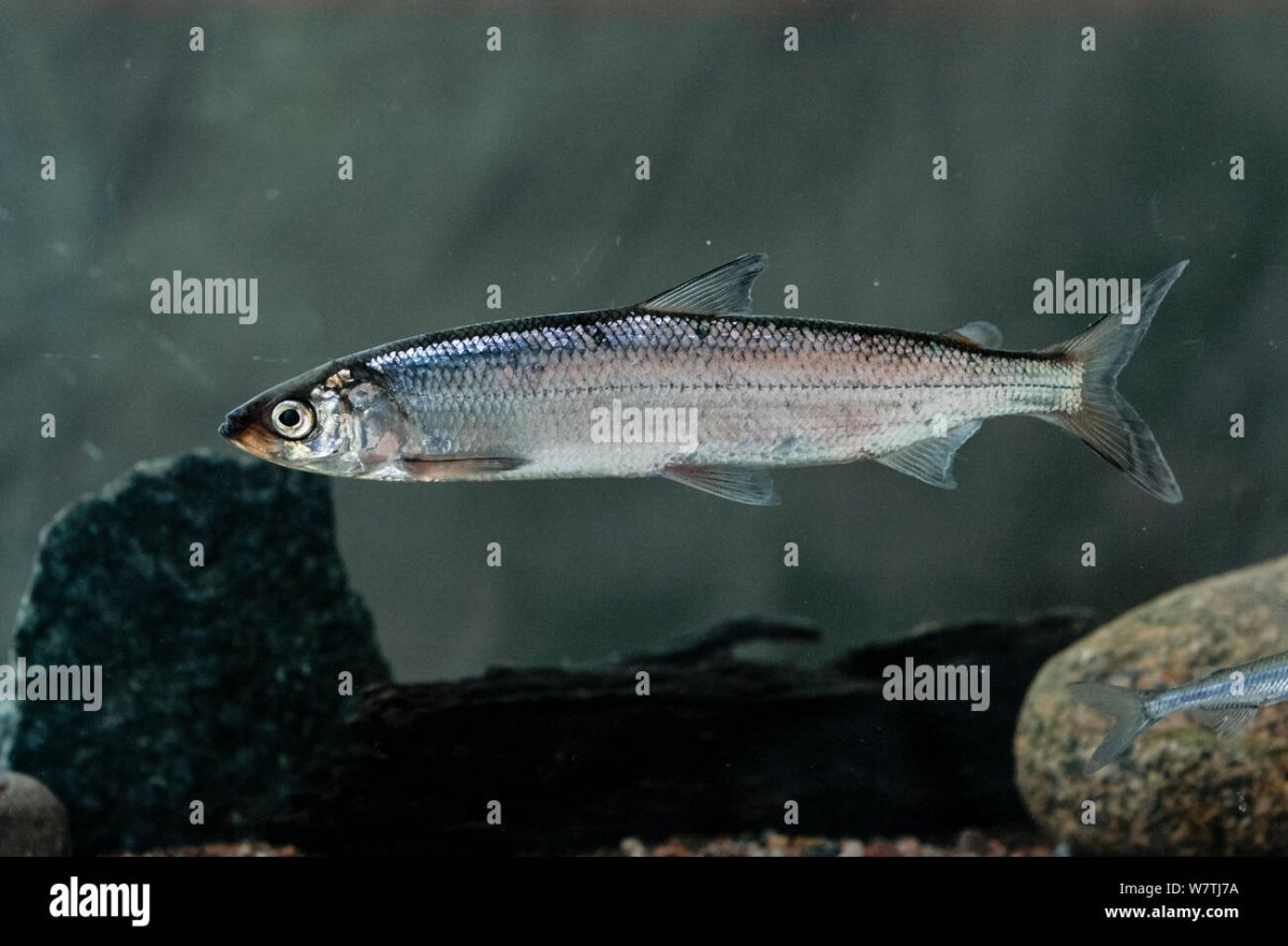 Ряпушка Сибирская рыба