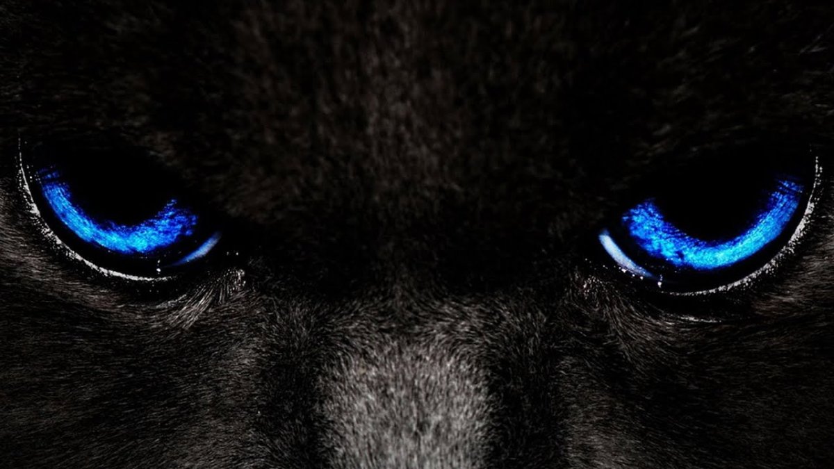 Глаза пантеры фото крупным планом