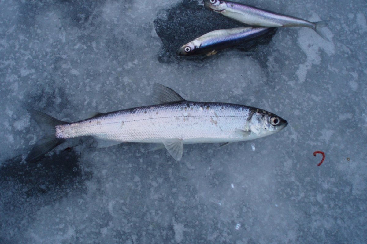 Европейская ряпушка, сиг.