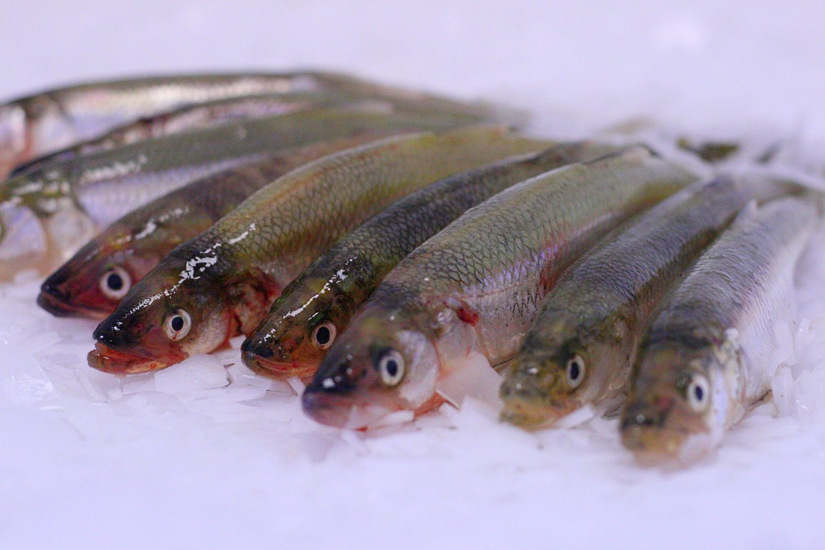 Рыба зельдь Печорская