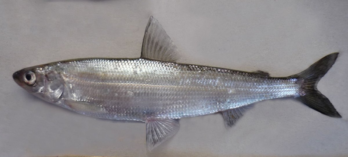 Ряпушка рипус