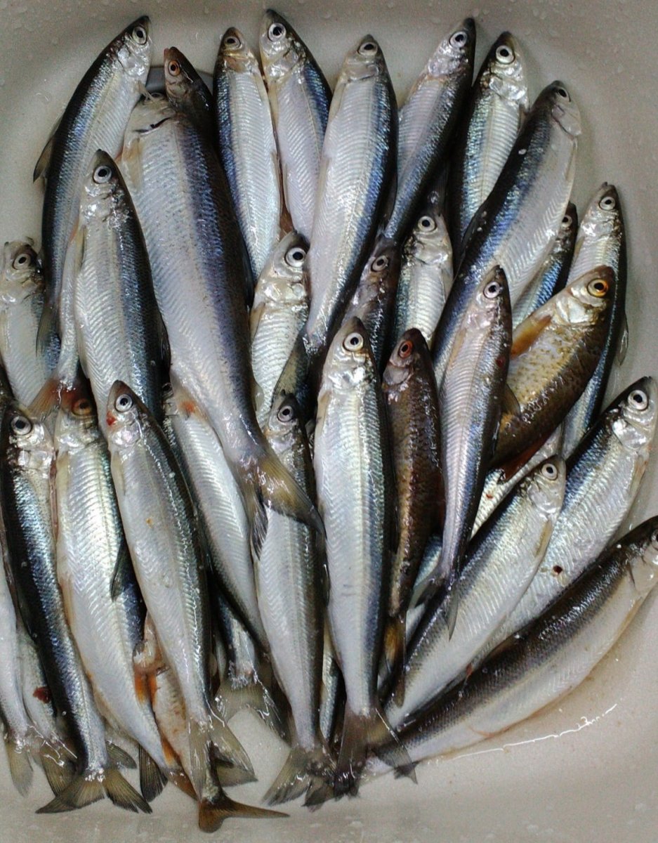 Рыба зельдь печорская