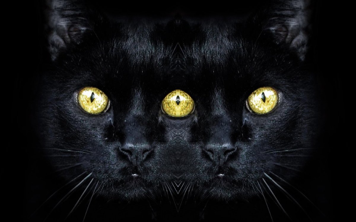 Чёрный кот с янтарными глазами