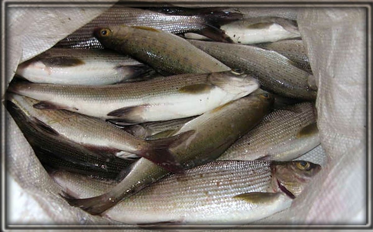 Зельдь Печорская