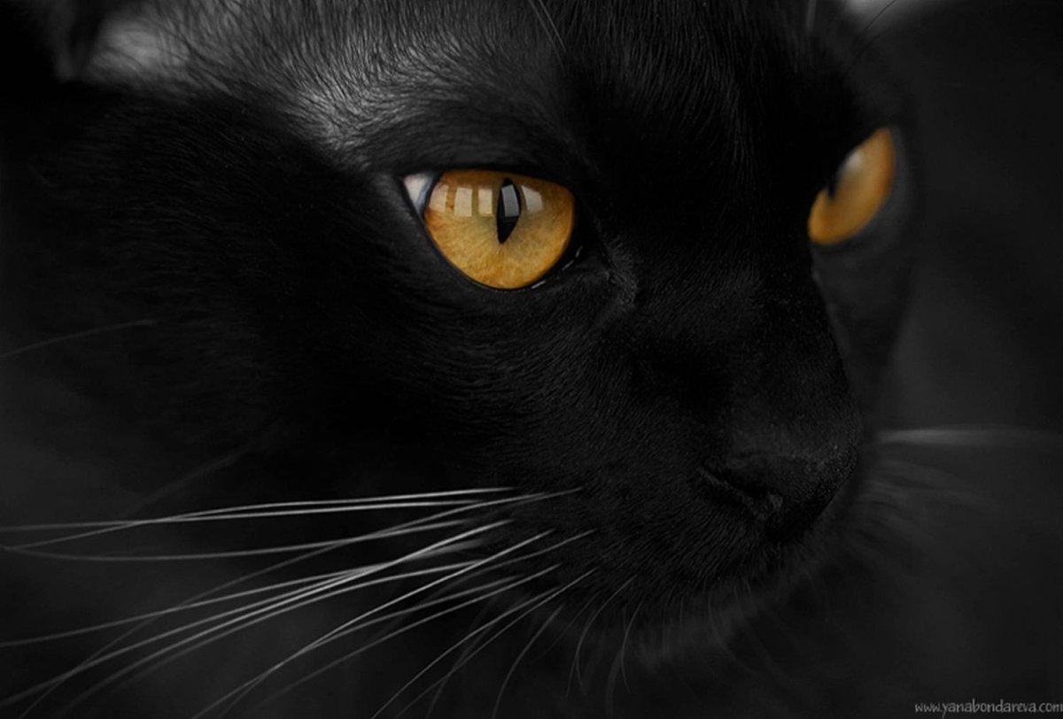 Черная кошка с карими глазами