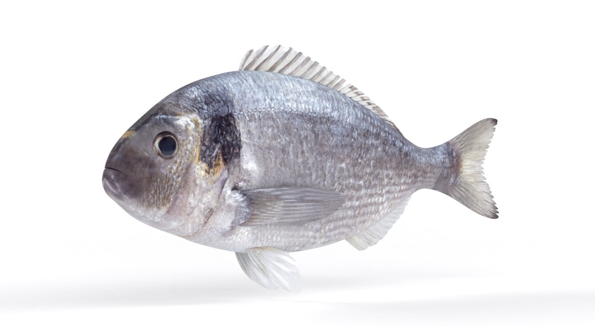 Зубан рыба черное море