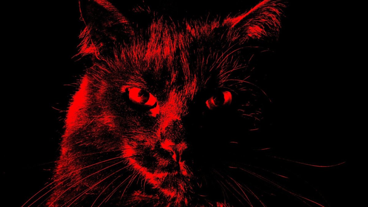 Чёрный кот с красными глазами