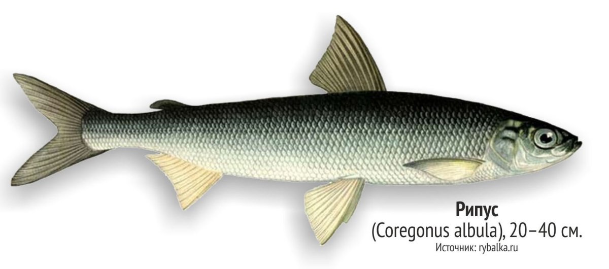 Ряпушка Сибирская рыба