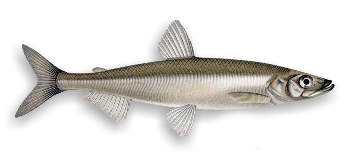 Корюшка европейская Osmerus eperlanus