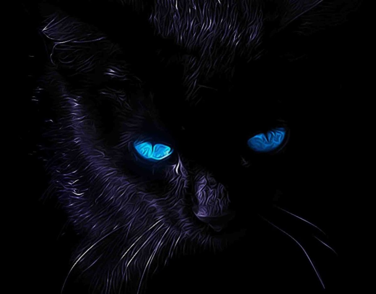 Чёрная кошка с голубыми глазами