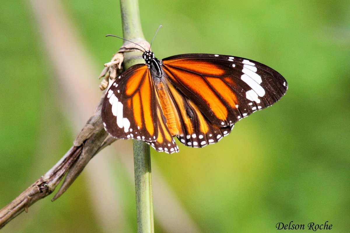Бабочка с тигровым окрасом