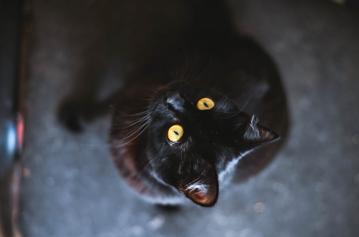 Черный кот с желтыми глазами