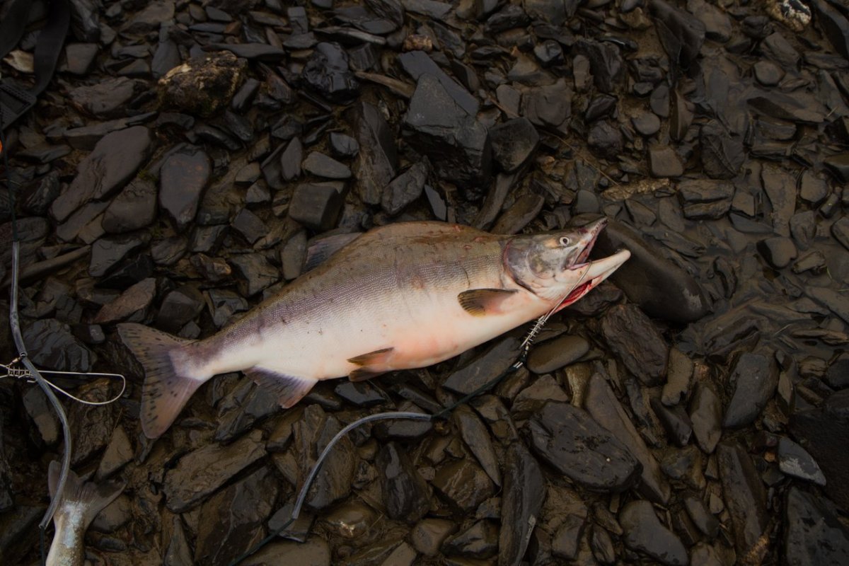 Река Кара рыбалка