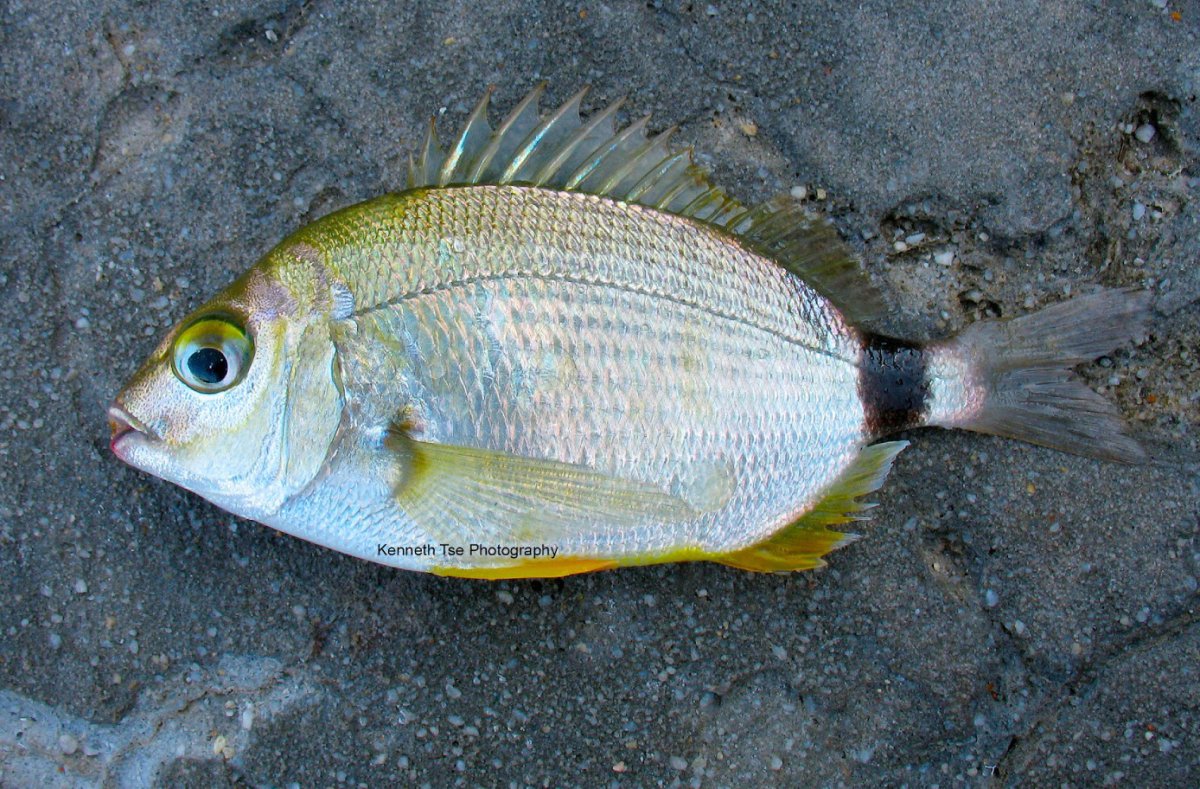 Дорада на белом фоне