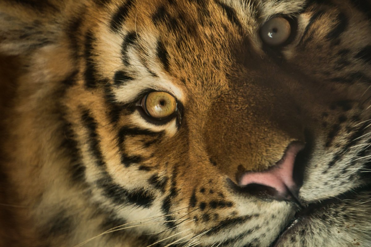 Бабочка Махаон ласточкин хвост гусеница