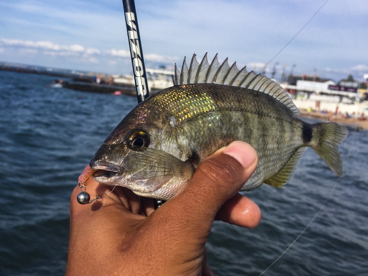 Белый Сарг рыба