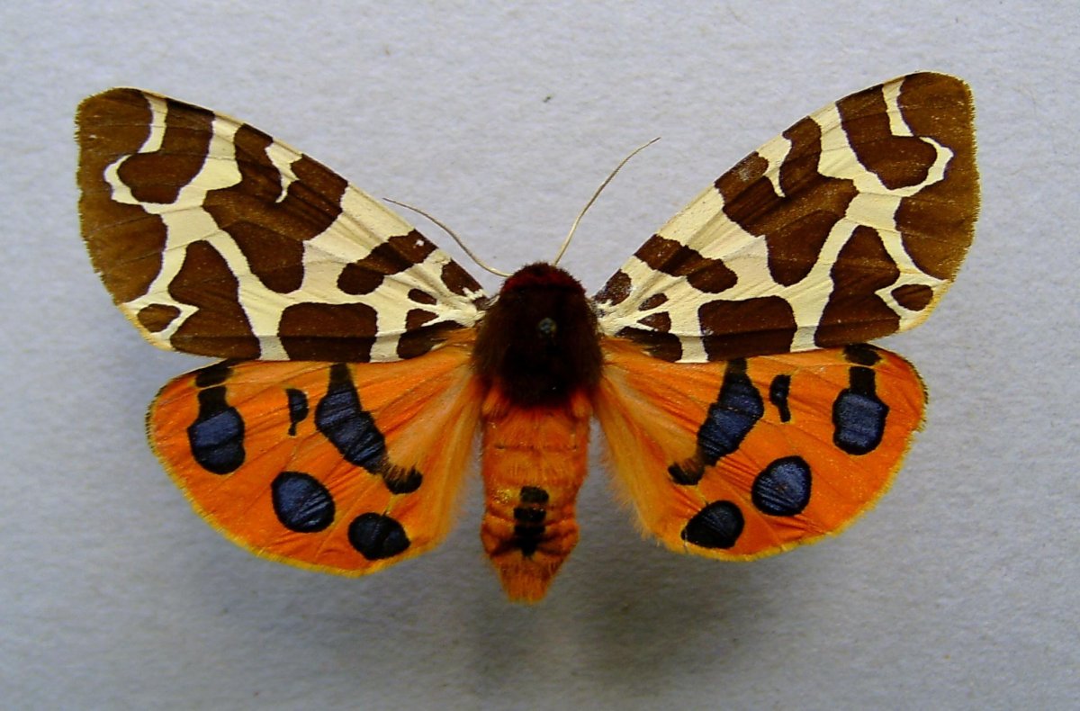 Тигр фэнтези