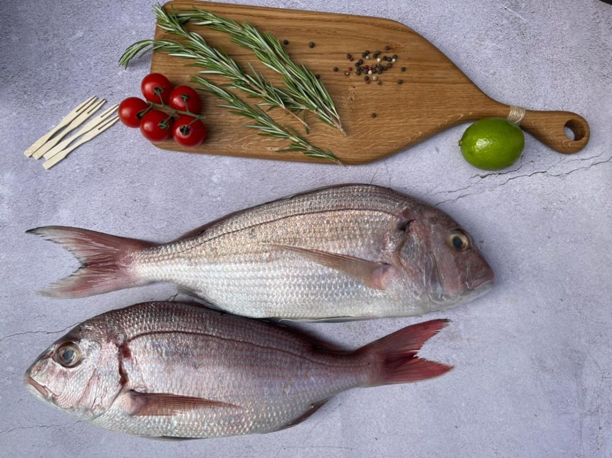 Белый Сарг рыба