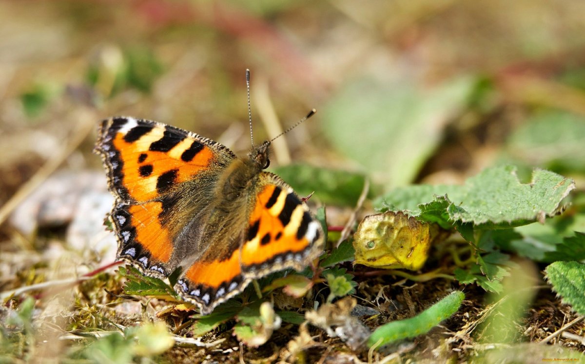 Тигриные глазки бабочка