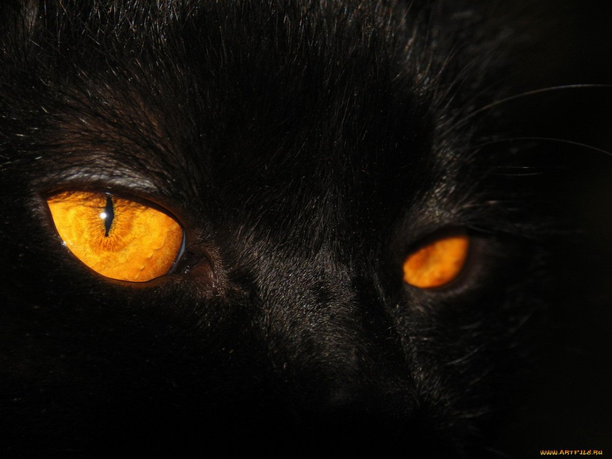 Пантера с желтыми глазами